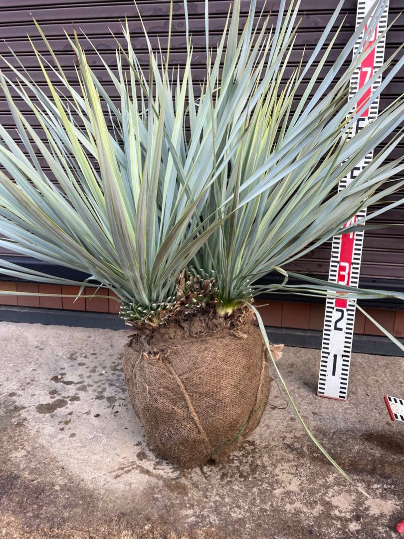 ブラックフライデー　早いもの勝ち　ユッカ　ロストラータ　1