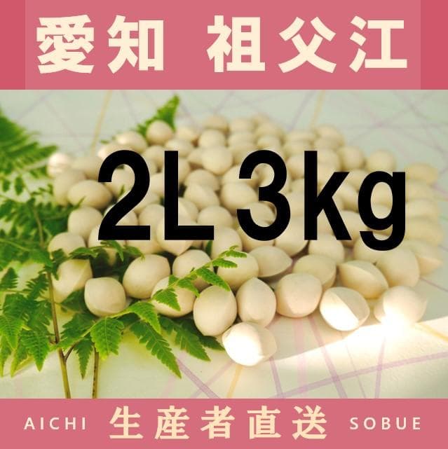 2025年新物 久寿 銀杏 ぎんなん 祖父江産 2L 3kg