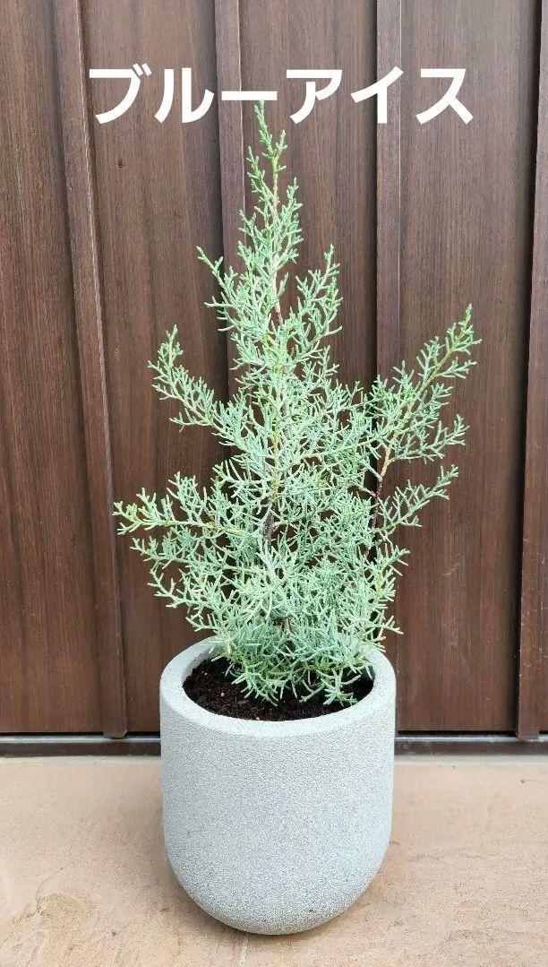 ブルーアイス　コニファー　テラコッタ鉢植え　苗　苗木　シルバーリーフコニファー・針葉樹