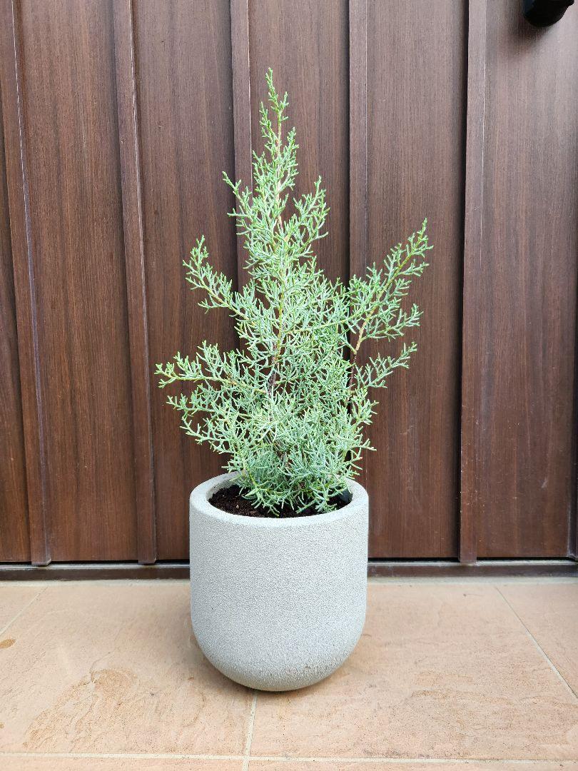 ブルーアイス　コニファー　テラコッタ鉢植え　苗　苗木　シルバーリーフ