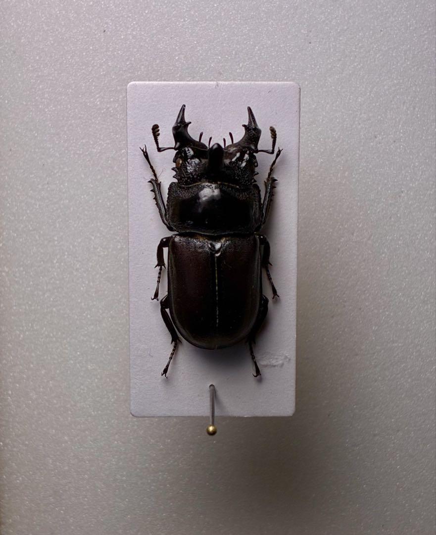 正規品 昆虫標本 （1点もの【昆虫 28mm 大型カザリツノクワガタ