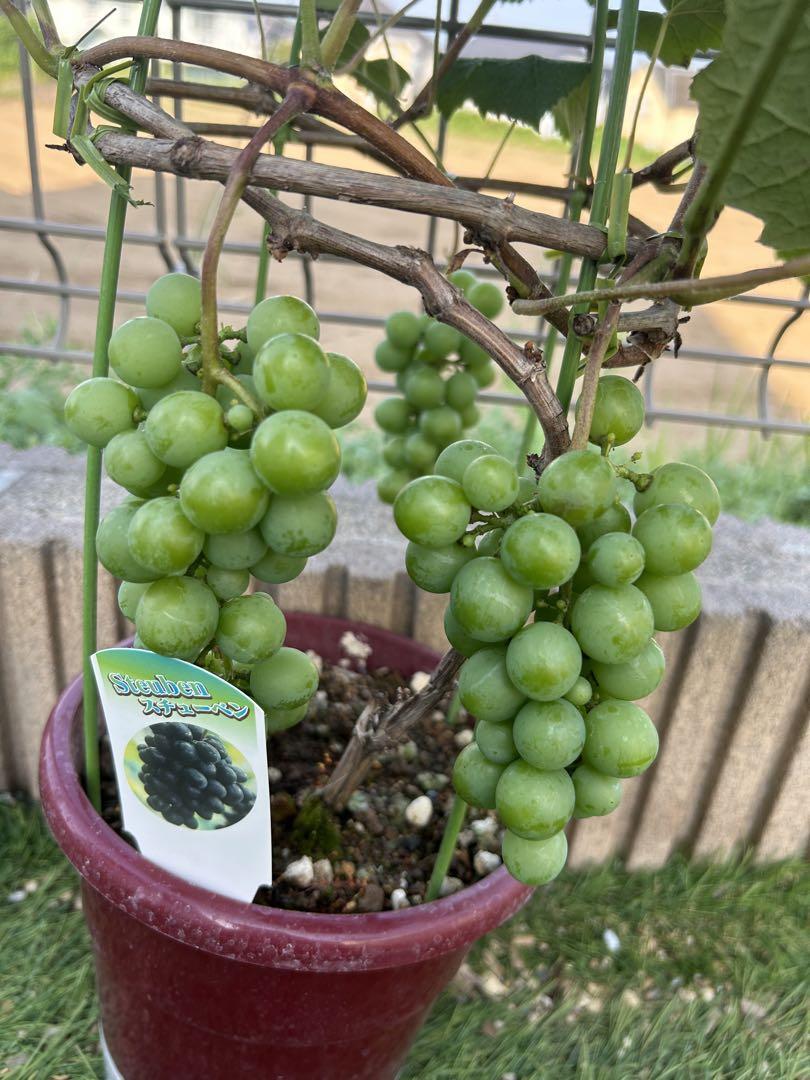 スチューベン ブドウ 鉢植え