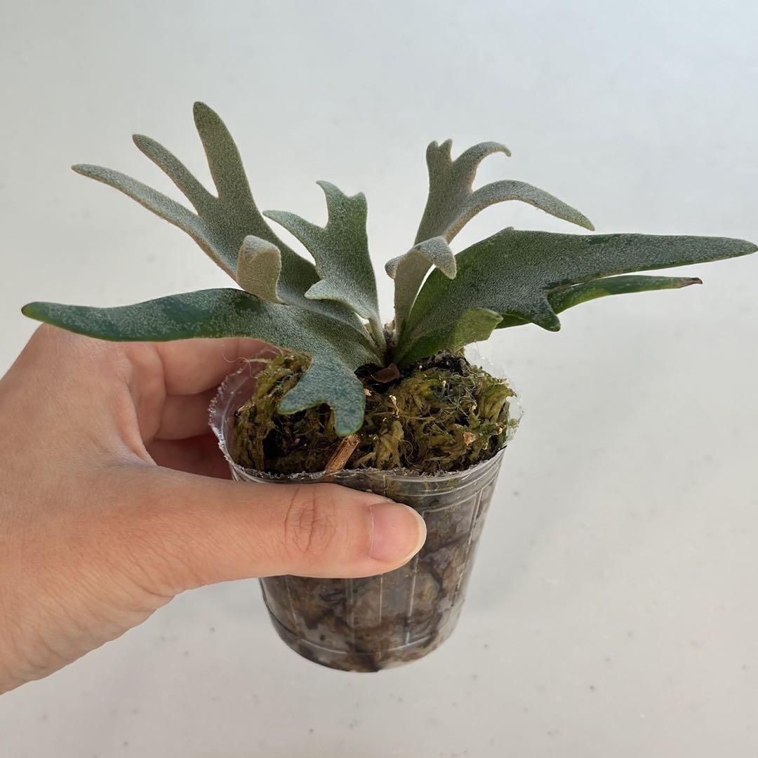 想像を超えての P.willinckii ビカクシダ 4 spore Totoro ビカクシダ