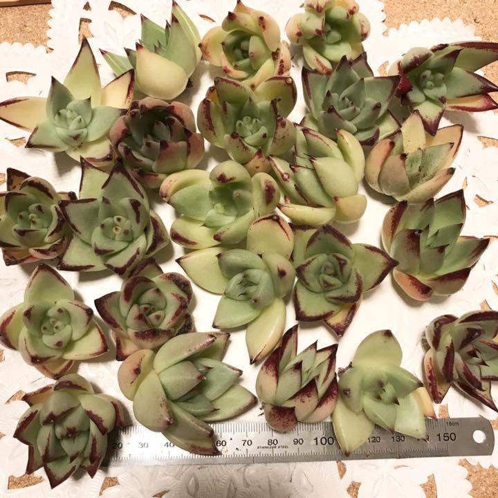 多肉植物 韓国苗エボニー10個 - メルカリ