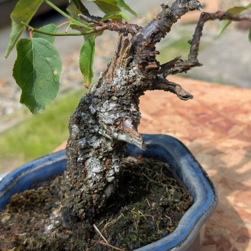 〈野梅 小品盆栽〉9/11までの出品 楽天市場】今シーズンの花は終わりです【送料無料】 雲竜野梅