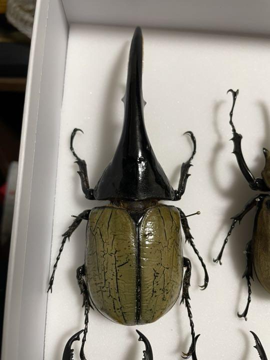 充実の品 年代物】カブトムシ、ハナムグリ標本セット 標本