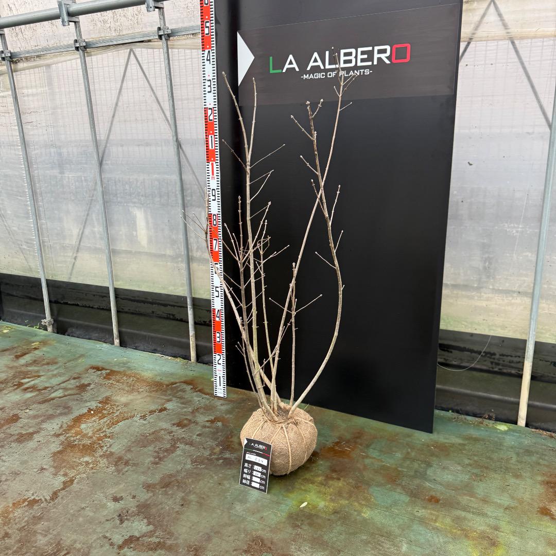 アオダモ 植木屋が選別した