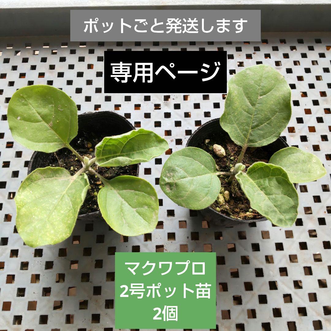 sasa⭐︎プロフ観覧必読様