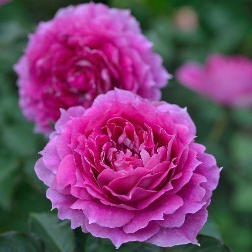 シェ ラ ード 強健 香り薔薇 挿し木苗 超強香 初心者向け メルカリ