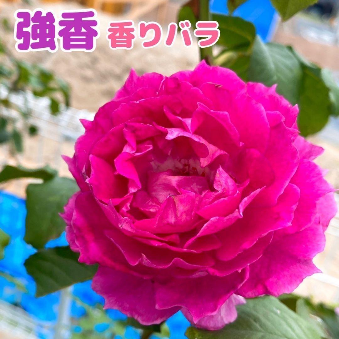 シェ ラ ード 強健 香り薔薇 挿し木苗 超強香 初心者向け メルカリ