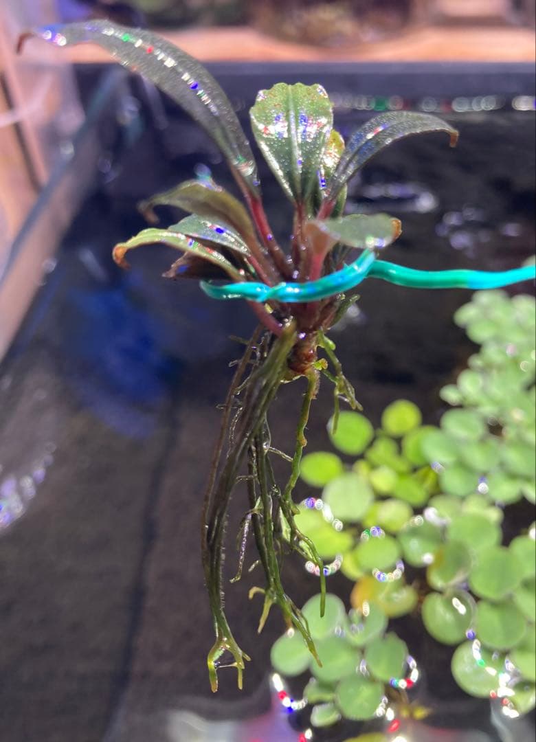 Bucephalandra sp. 茜雲 T-3809-1 TZ便 Bucephalandra sp. 茜雲 T-3809-1 TZ便