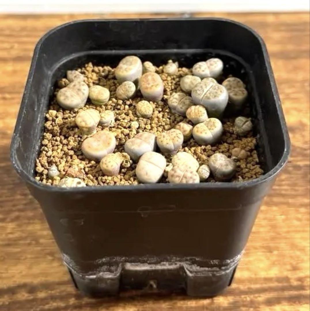 リトープス Lithops　寄植セット