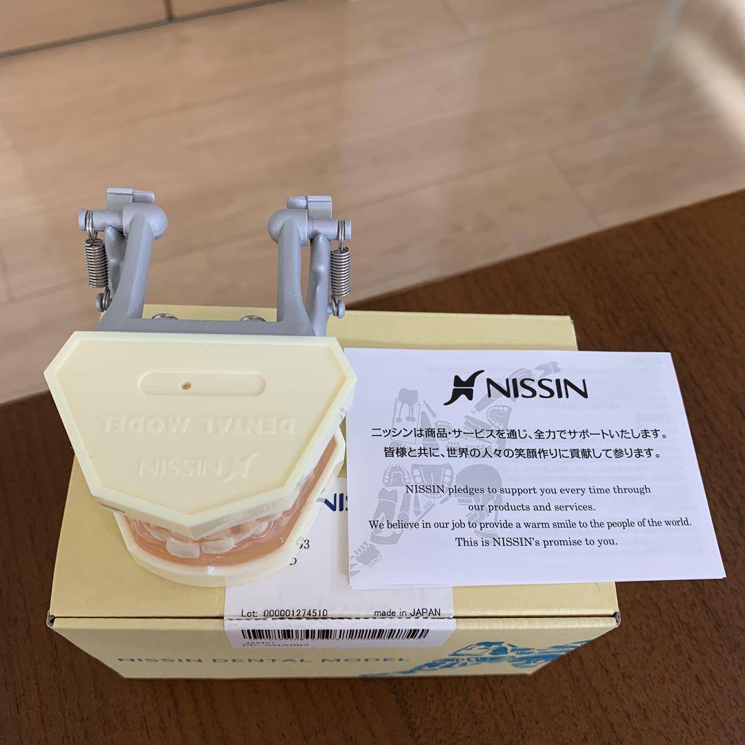 専用です。ニッシンデンタルモデル　PE-ANA003 131D-400D