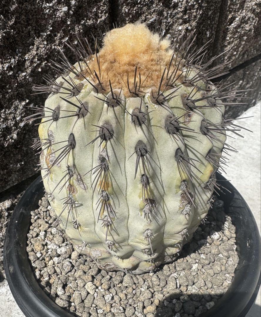 現地球 大株コピアポア ギガンティア Copiapoa 鉢ごと発送