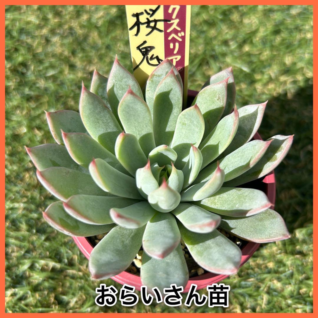 060【桜鬼】おらいさん苗 ミックスベリア 成長記録 多肉植物