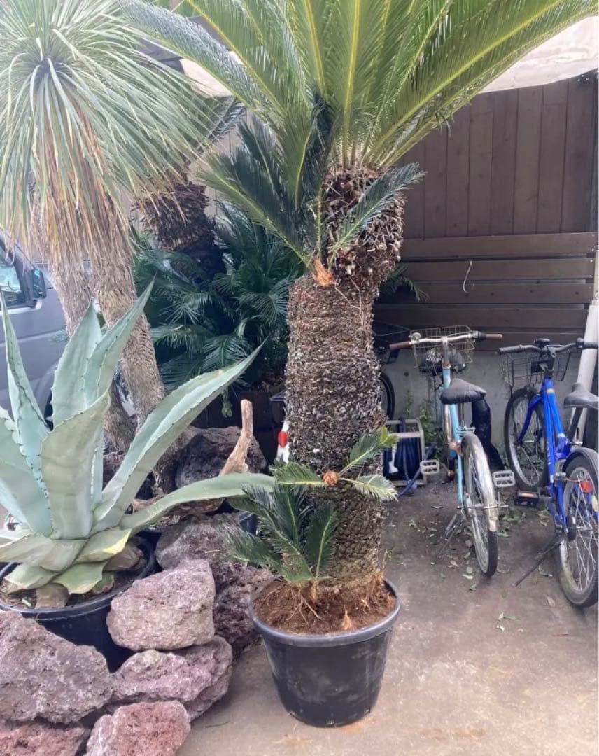 週間売れ筋 引き取り又は近場で配達!耐寒性ソテツ特大株◇南国