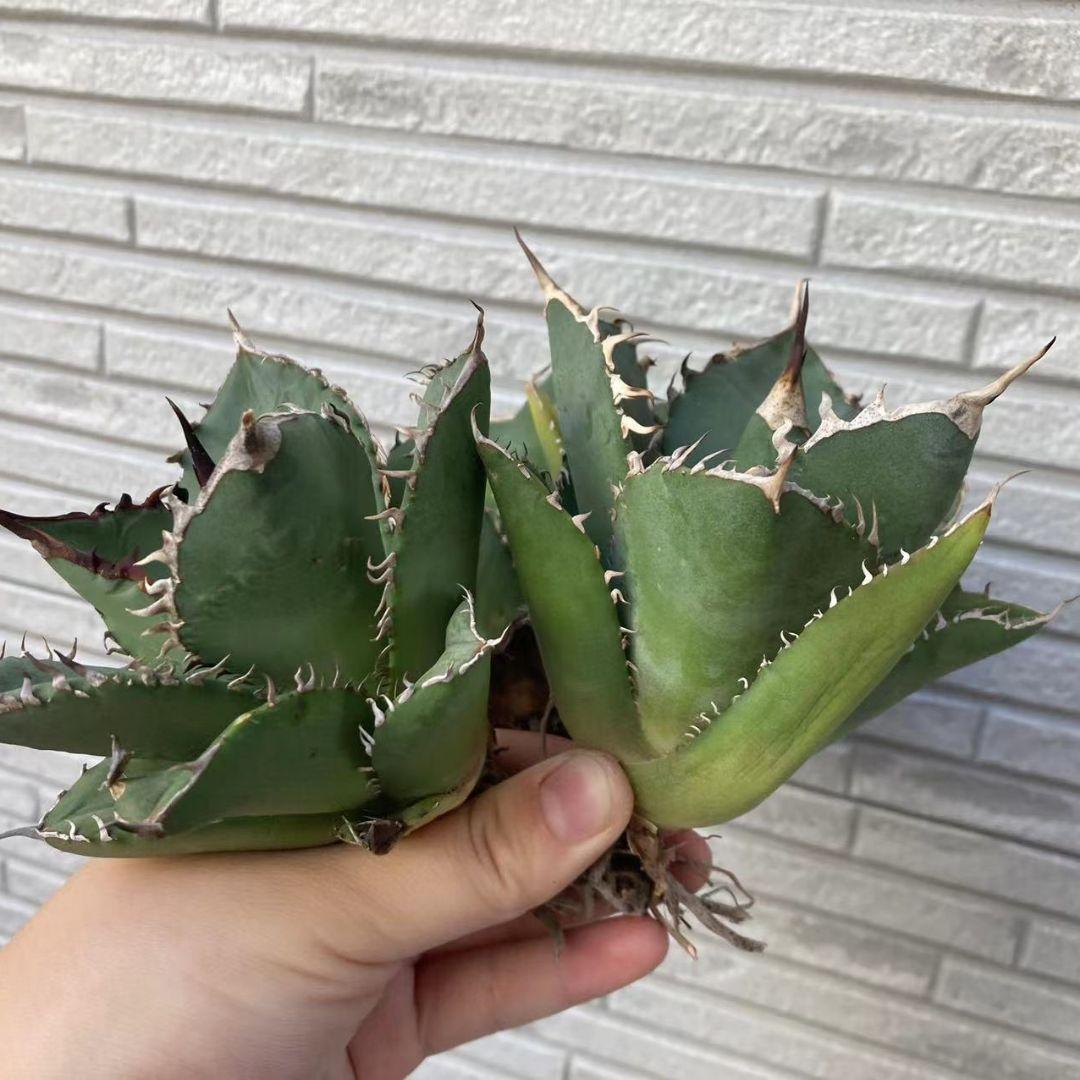 多肉植物アガベ チタノタ白鯨極上株 3株特別価格 | csm.cg