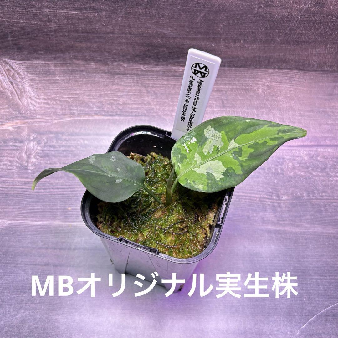 アグラオネマ ピクタム MB オリジナル実生株(MB-2024/YMER-6) アグラオネマ ピクタム MB オリジナル実生株(MB-2024/YMER-6