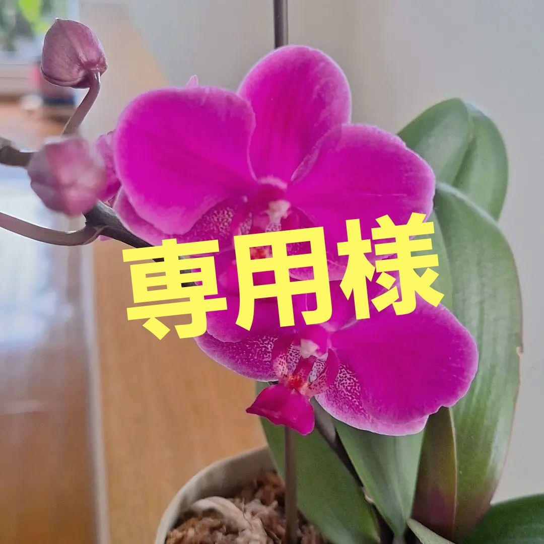 胡蝶蘭 鮮やかな 紫色 画像1