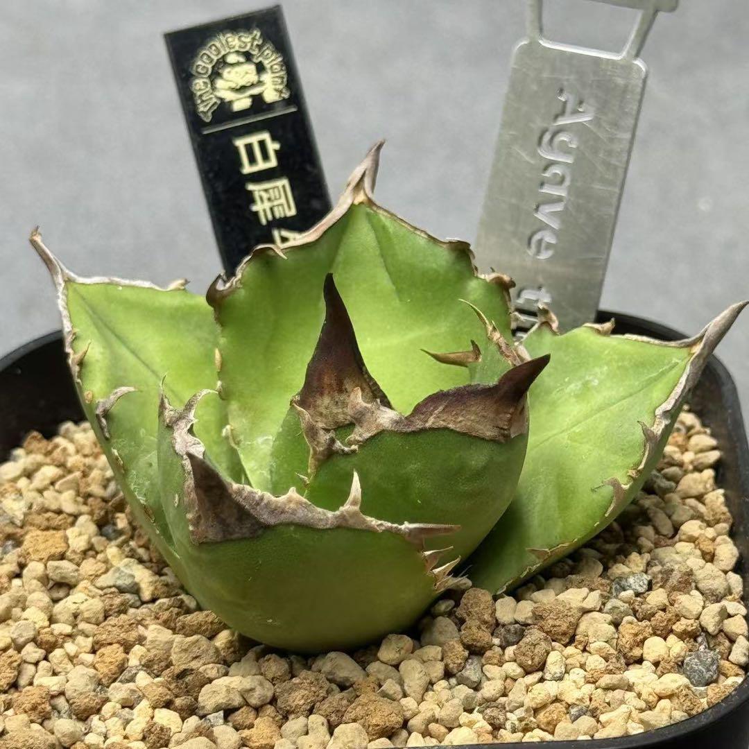 メルカリ便発送☆多肉植物 ホリダ 達磨白虎ハイブリッド(ちょび根苗です) メルカリ便発送☆多肉植物 ホリダ 達磨白虎ハイブリッド(ちょび