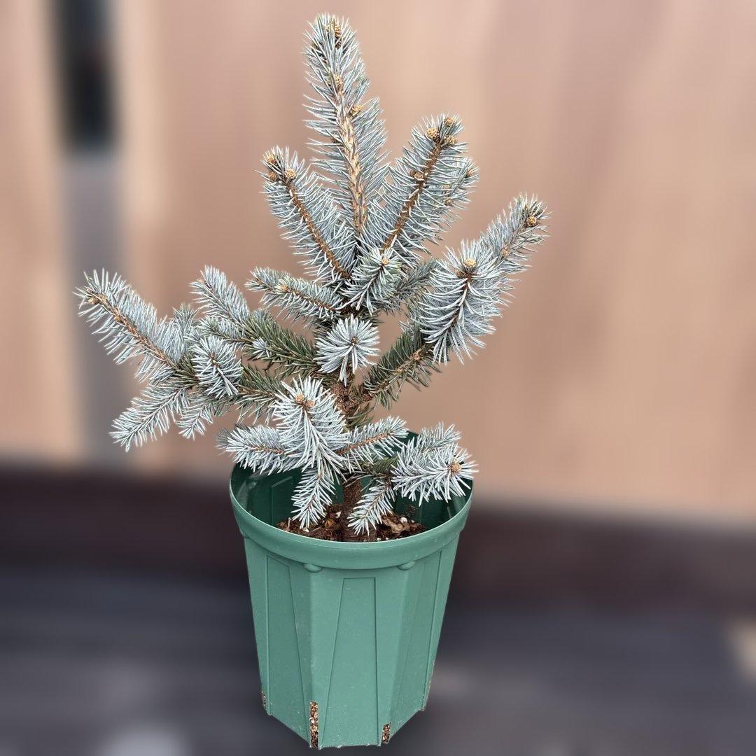 プンゲンストウヒ　ポプシー　苗