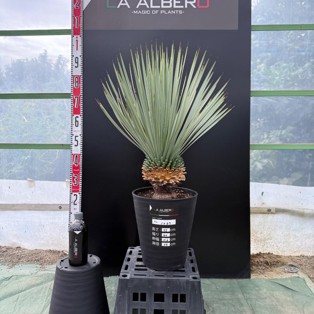 ユッカ ロストラータやや傷や汚れあり