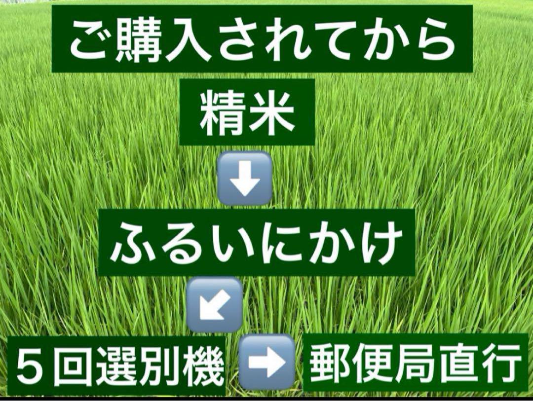 ✳️農薬不使用・化学肥料不使用・無添加・有機・光色彩選別✳️ハツシモ２０キロ