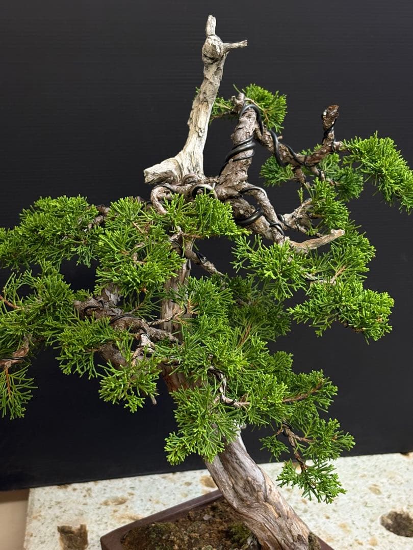 真柏35000円傷や汚れあり