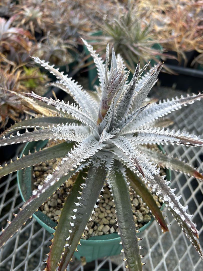 レア ディッキア Dyckia 'Fangus Whiteus'