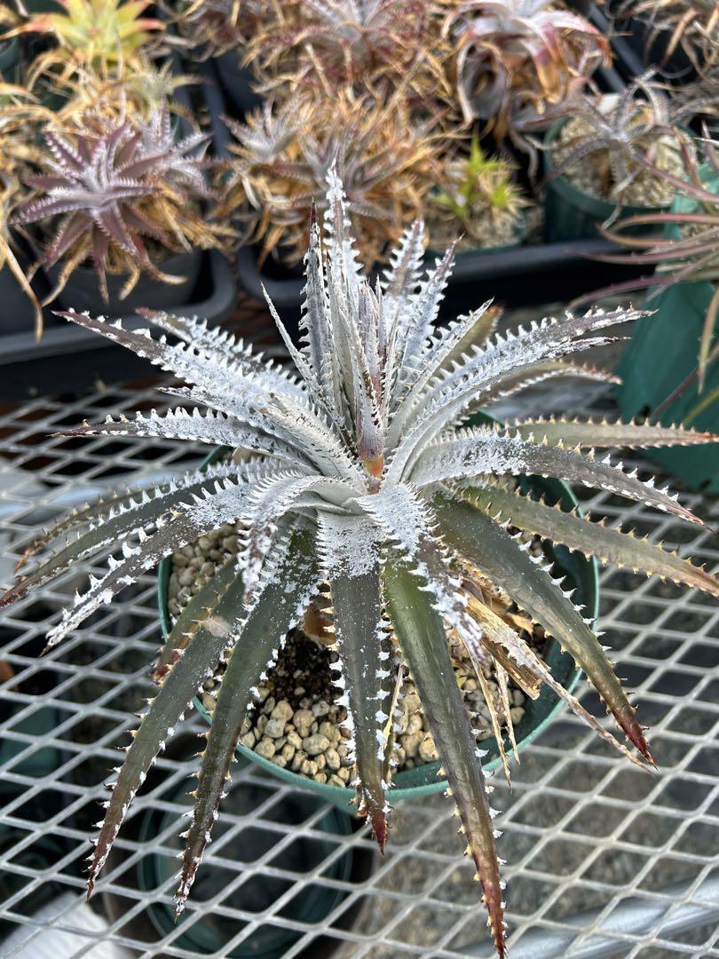 レア ディッキア Dyckia 'Fangus Whiteus'