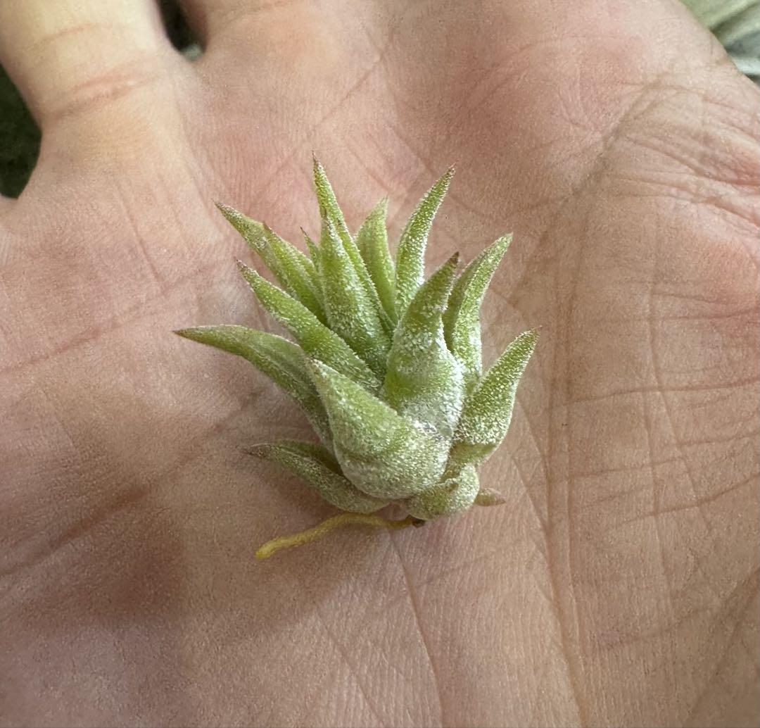 Tillandsia Joel Superior 速達発送 チランジア ／ ジョエル (T.'Joel') ＊A01/Feb23 | 常葉植物園