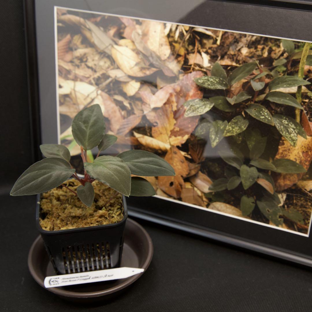 おすすめ ホマロメナ/Homalomena humilis [AZ0622-2]No9 その他観葉植物