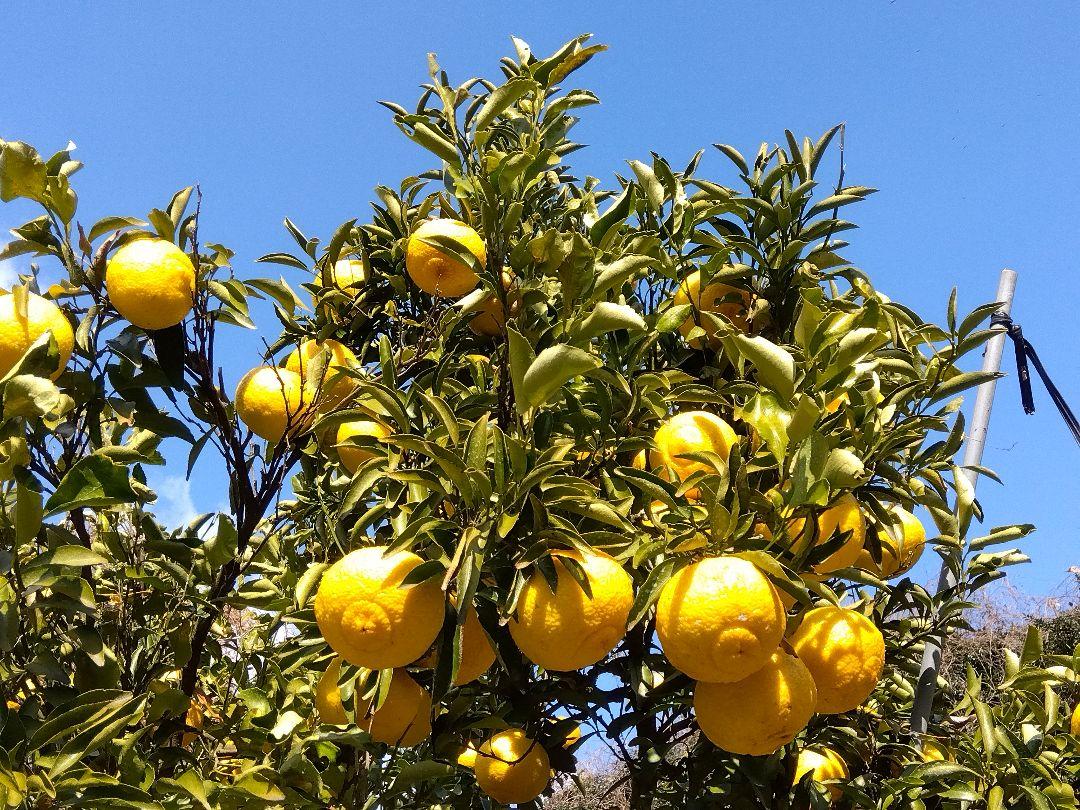 農家直送☆はるか☆5㎏