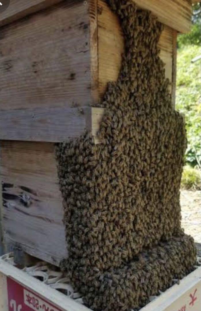 残0 ニホンミツバチ重箱式 巣箱　蜜蜂巣箱　重箱式