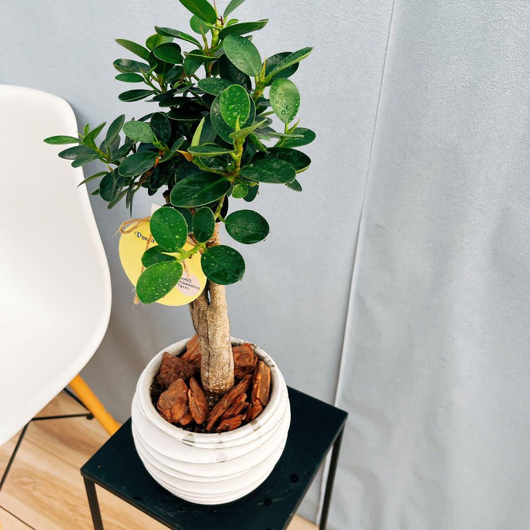 ［現品］【希少】4番　パンダガジュマル　観葉植物　レア　室内　接木　陶器鉢　ゴム 現品］【希少】4番 パンダガジュマル 観葉植物 レア 室内 接木