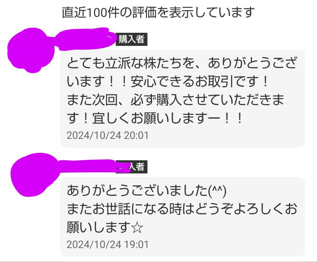 シャインマスカット 苗 3年育成物 丈夫な苗‼️評価見てください