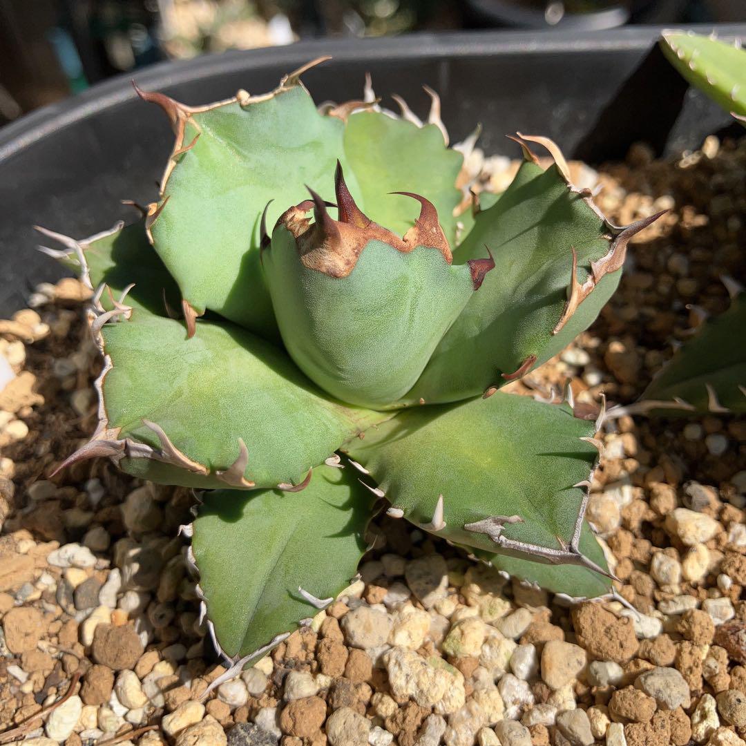 名入れ無料 アガベ チタノタ スペシャルボールタイプ 沖縄のヤバ株 カキコ 植物 観葉植物 Hipzmag Com Hipzmag Com