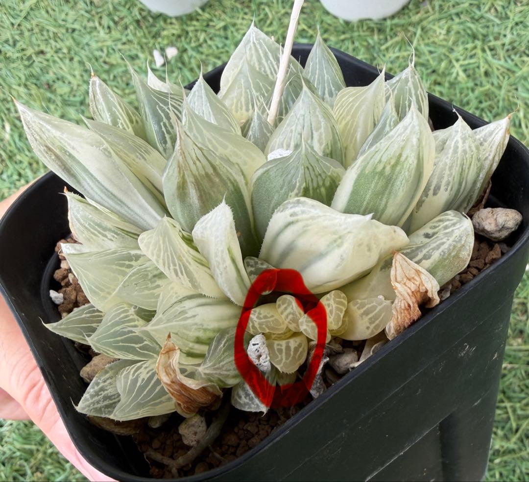 カキコやや傷や汚れあり