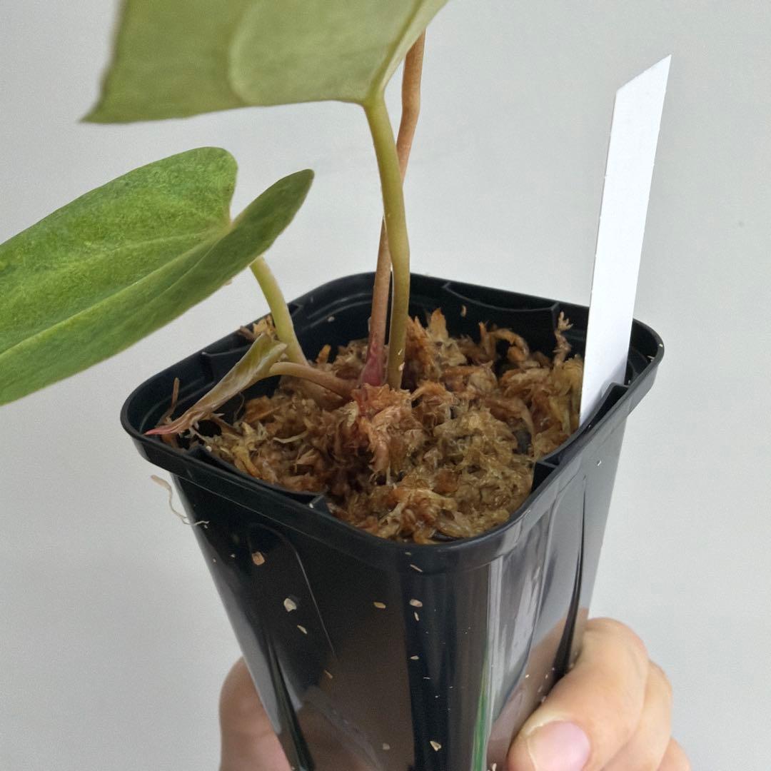 Anthurium ‘Mint King’ アンスリウムミントキング 2目立った傷や汚れなし YUZUMIYA_COM