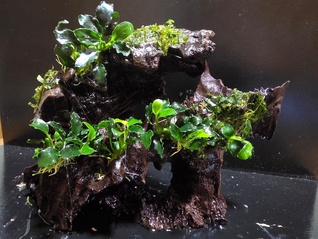 ウェーブリーフミニ巻きマングローブ2本セット