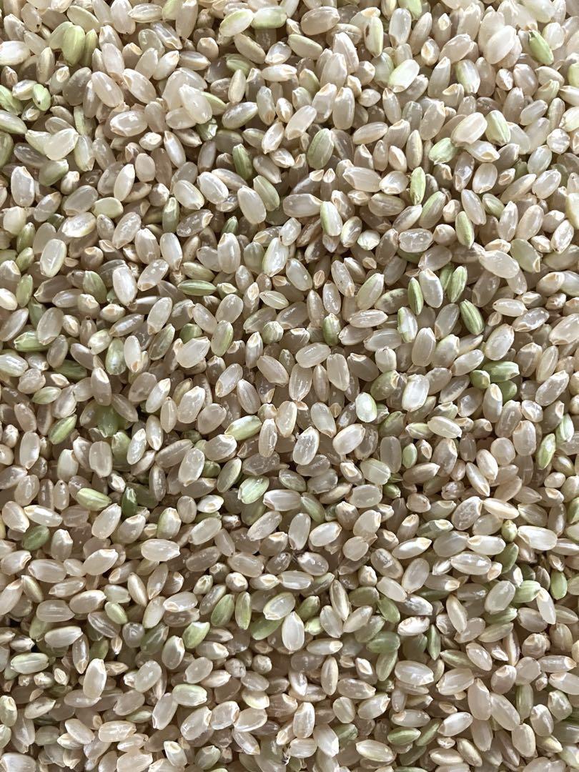 令和6年度　新米コシヒカリ　玄米5kg