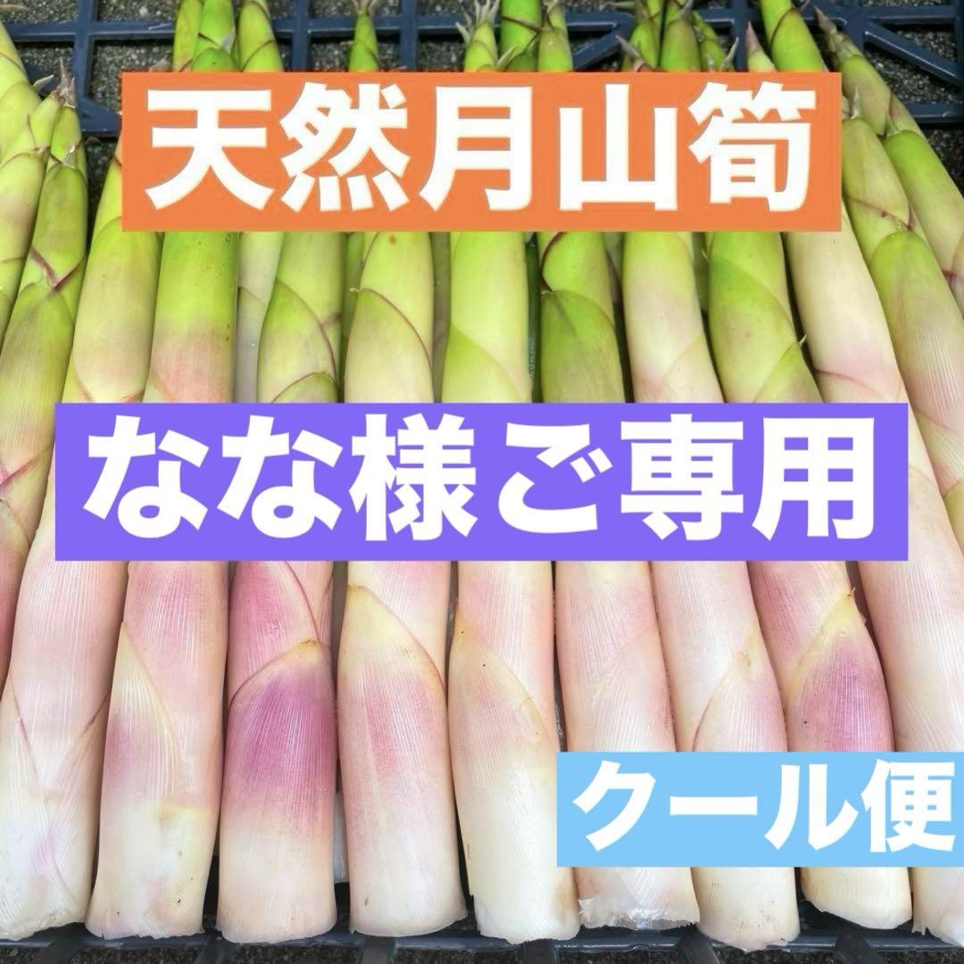 根曲がり竹のブランド【月山筍】姫竹　根曲竹　大自然の凛さん採取予定　その616
