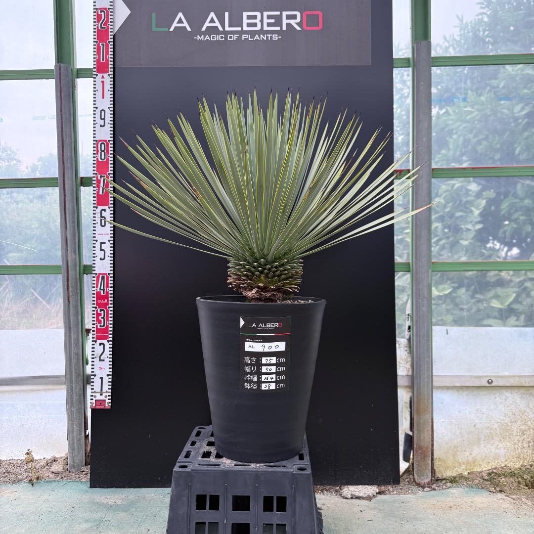 【AL900】ユッカ　ロストラータ　【在庫整理価格】古古ロスト　専用