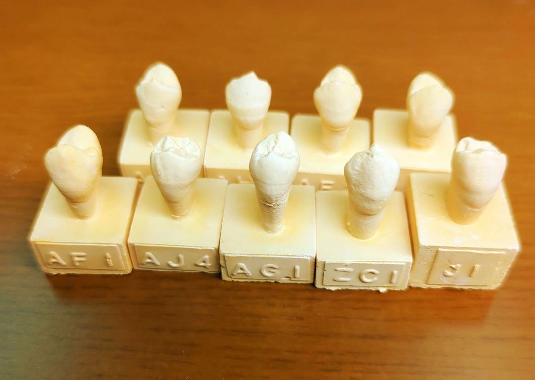 天然歯牙模型 35種類　歯科技工　歯科