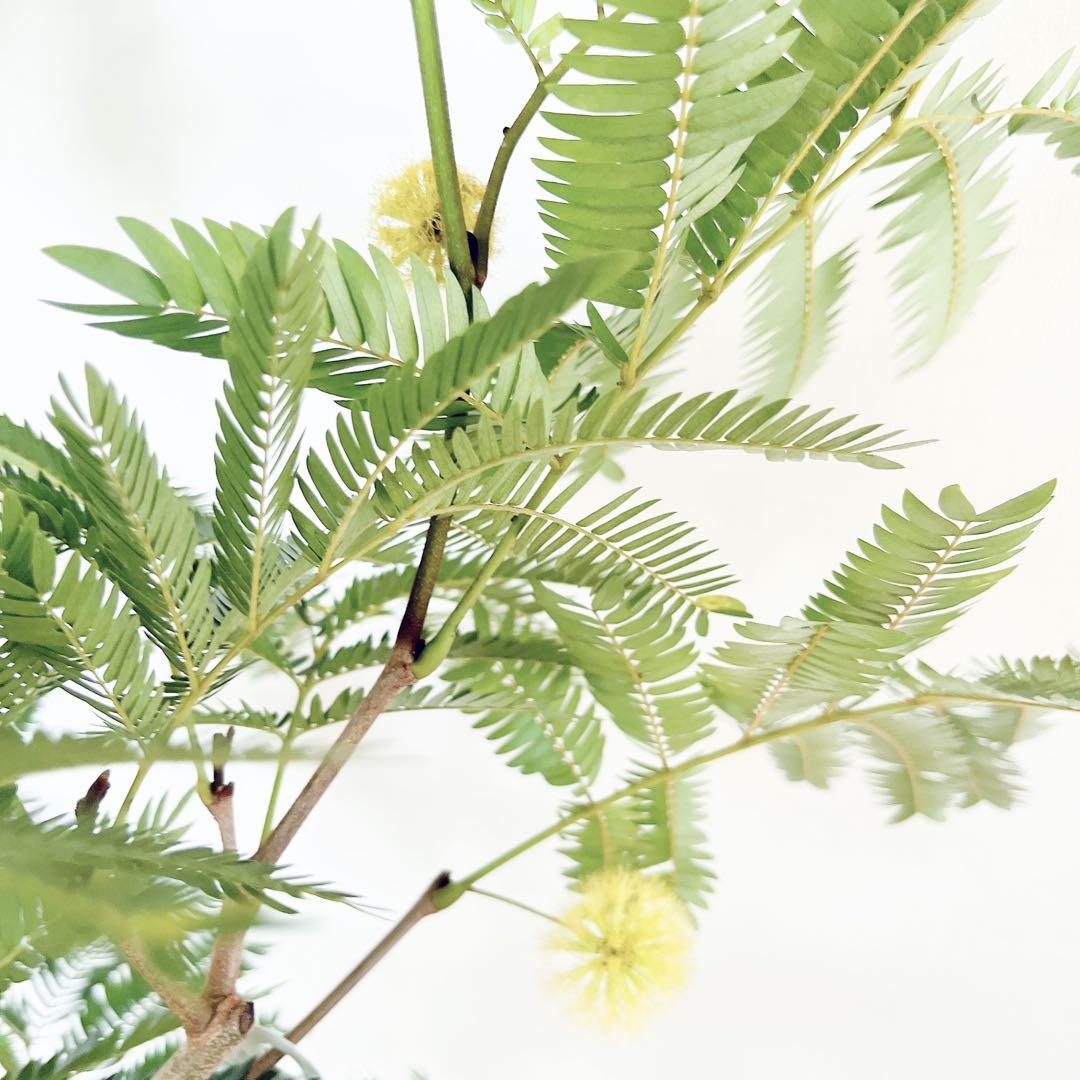 【一点限定】エバーフレッシュ 曲がり 花芽付き Lサイズ 観葉植物 calm 一点限定】エバーフレッシュ 曲がり 花芽付き Lサイズ 観葉植物