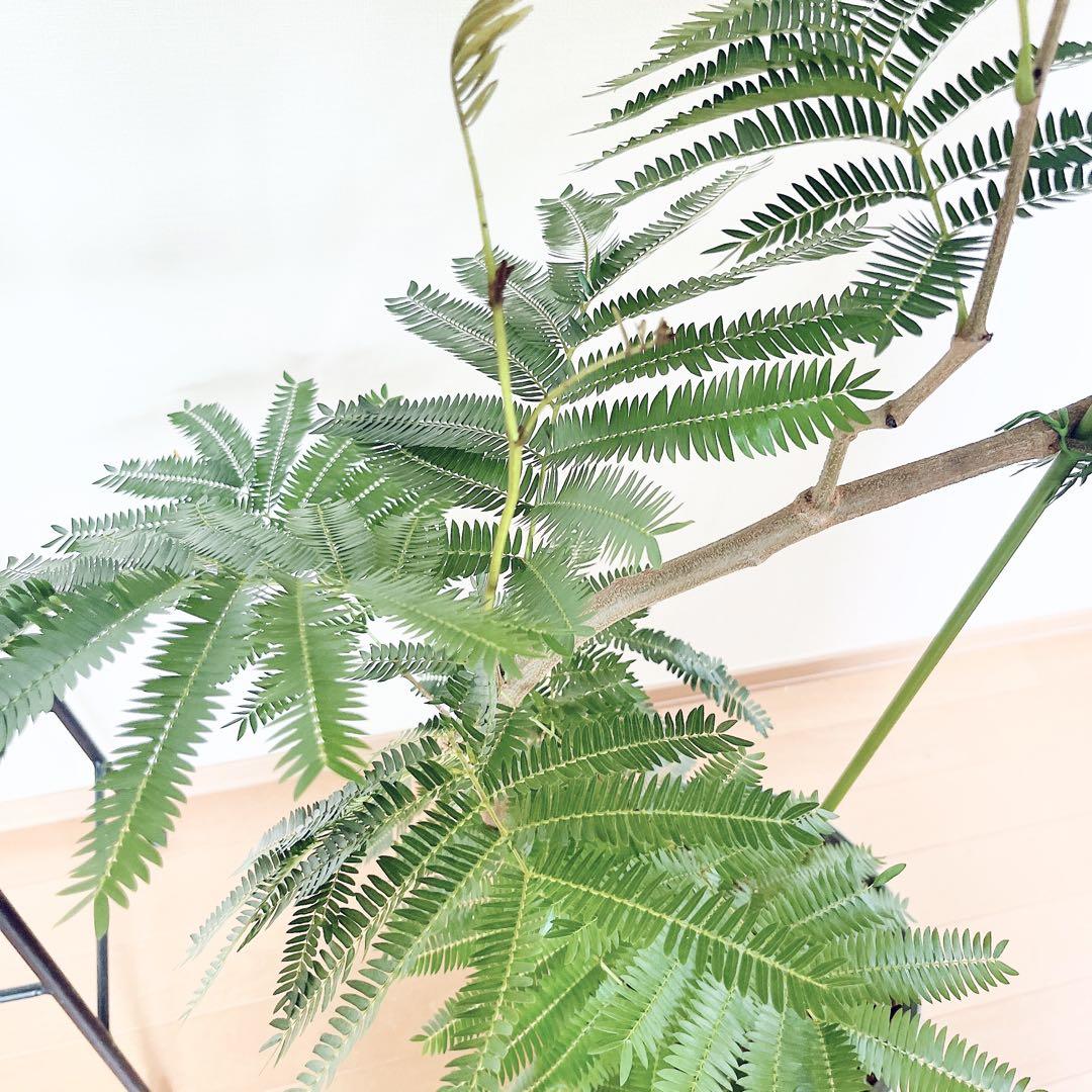 【一点限定】エバーフレッシュ 曲がり 花芽付き Lサイズ 観葉植物 calm 一点限定】エバーフレッシュ 曲がり 花芽付き Lサイズ 観葉植物