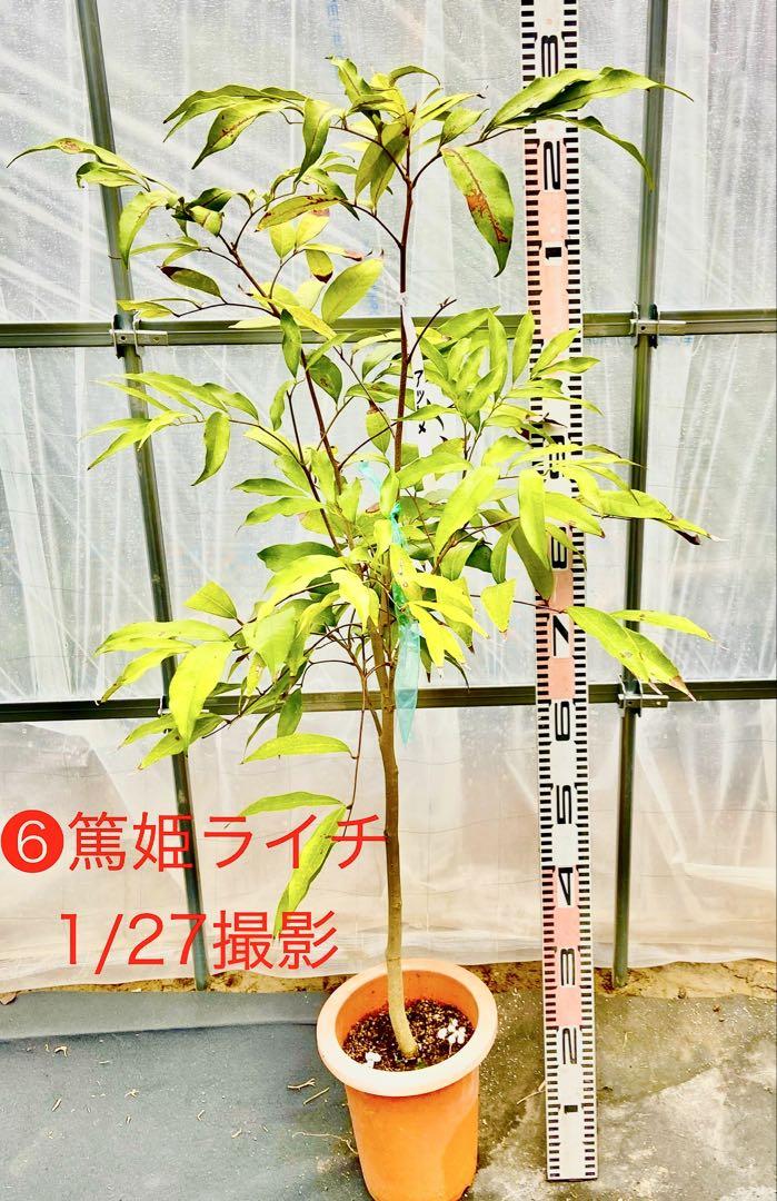 大玉 半耐寒性