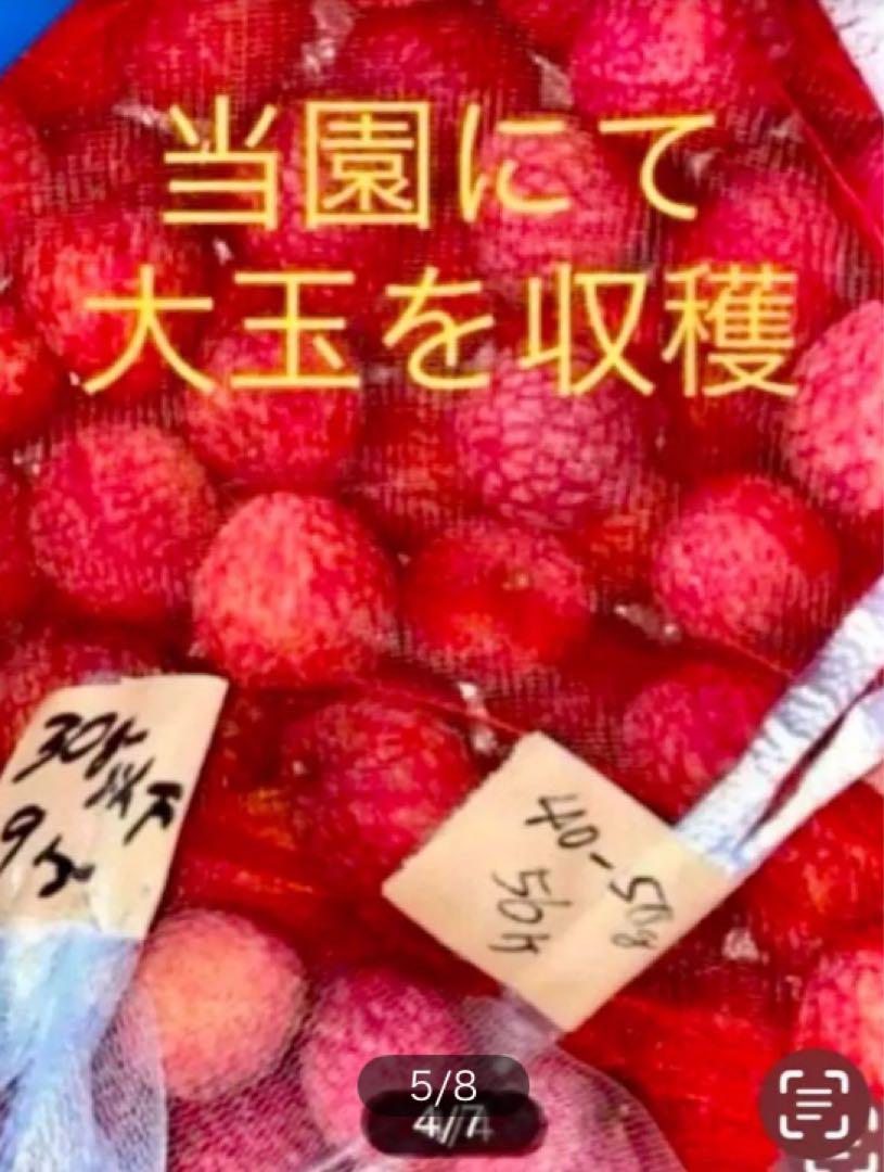 大玉 半耐寒性