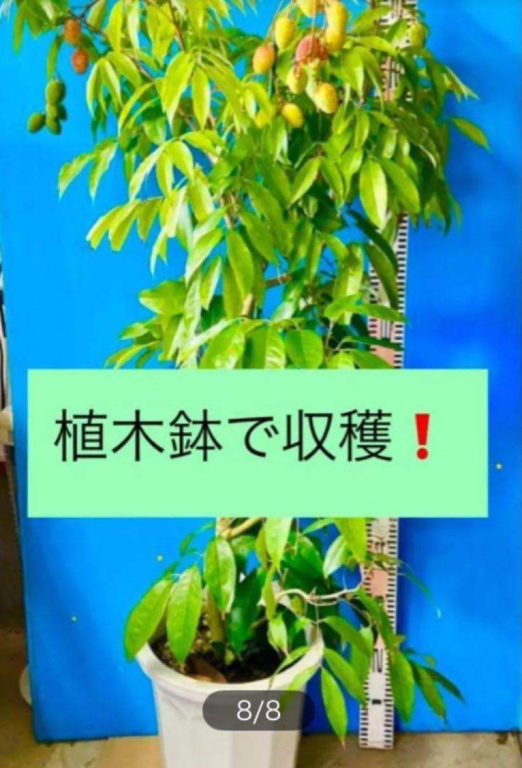 半耐寒性