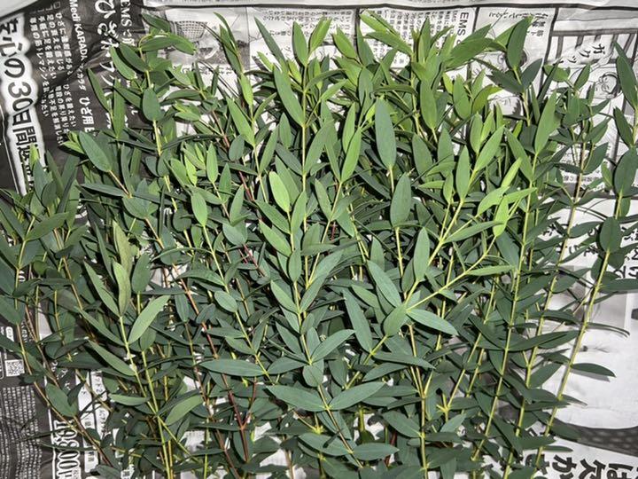 ユーカリフレッシュ ユーカリパルブラ ドライフラワー 花材 - メルカリ ユーカリフレッシュ ユーカリパルブラ ドライフラワー 花材 - メルカリ